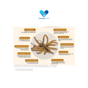 ĐÔNG TRÙNG HẠ THẢO - Nhân Sâm chai 80 viên - Mediplantex Châu Ngân - Hình ảnh 2